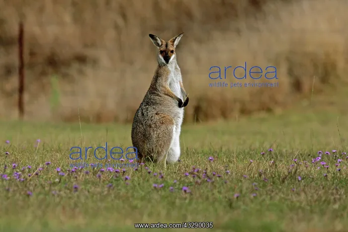 : 80192856 Red-necked / Bennett's Wallaby Yarraman : 80192856 Red-necked / Bennett's Wallaby Yarraman