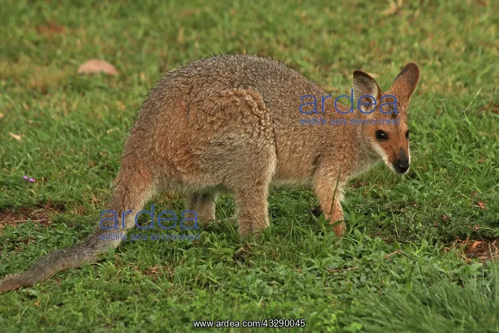  : 80192857 Red-necked  /  Bennett's Wallaby Yarraman
