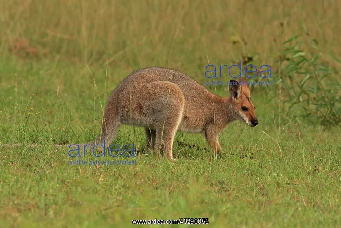 : 80192858 Red-necked / Bennett's Wallaby Yarraman : 80192858 Red-necked / Bennett's Wallaby Yarraman