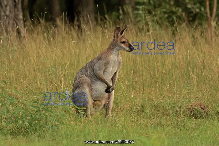 : 80192859 Red-necked / Bennett's Wallaby Yarraman : 80192859 Red-necked / Bennett's Wallaby Yarraman
