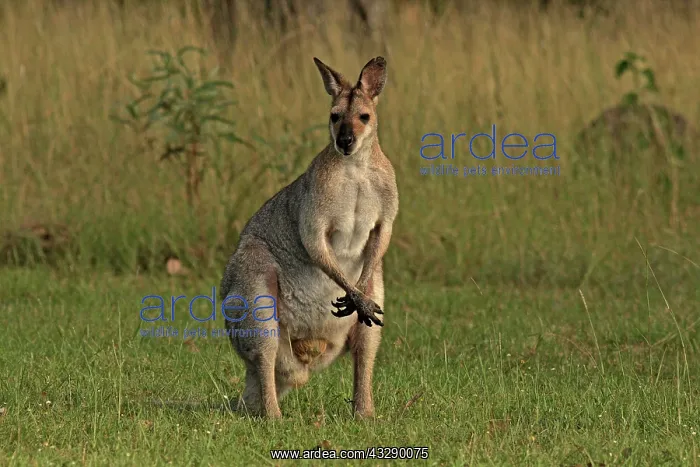 : 80192860 Red-necked / Bennett's Wallaby Yarraman : 80192860 Red-necked / Bennett's Wallaby Yarraman