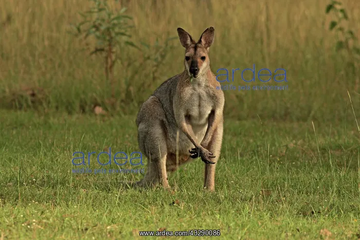 : 80192861 Red-necked / Bennett's Wallaby Yarraman : 80192861 Red-necked / Bennett's Wallaby Yarraman