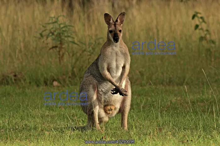 : 80192862 Red-necked / Bennett's Wallaby Yarraman : 80192862 Red-necked / Bennett's Wallaby Yarraman