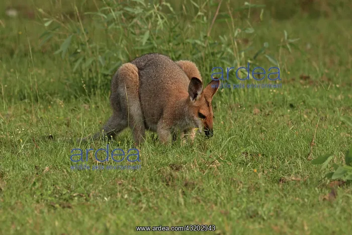 : 80192863 Red-necked / Bennett's Wallaby Yarraman : 80192863 Red-necked / Bennett's Wallaby Yarraman