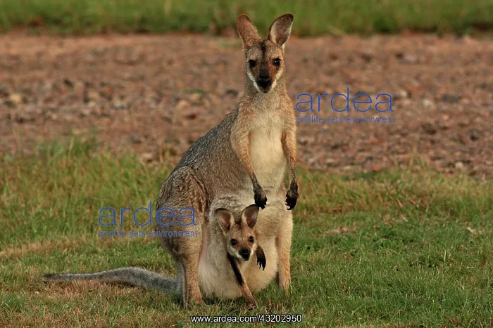 : 80192864 Red-necked / Bennett's Wallaby Yarraman : 80192864 Red-necked / Bennett's Wallaby Yarraman