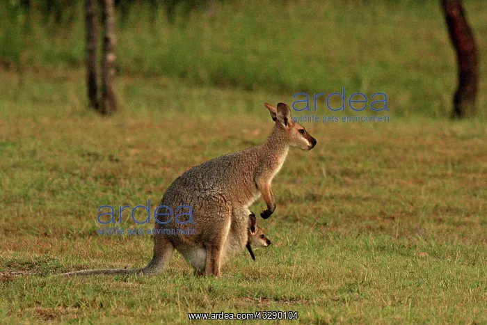 : 80192865 Red-necked / Bennett's Wallaby Yarraman : 80192865 Red-necked / Bennett's Wallaby Yarraman