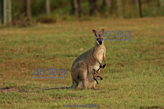: 80192866 Red-necked / Bennett's Wallaby Yarraman : 80192866 Red-necked / Bennett's Wallaby Yarraman