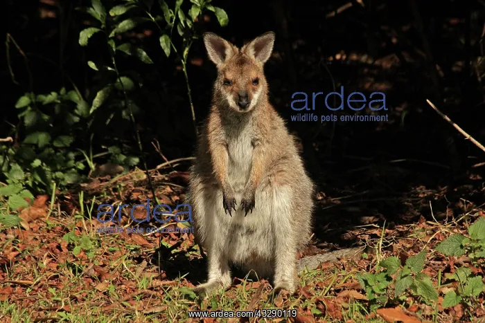 : 80192867 Red-necked / Bennett's Wallaby Bunya Mountains : 80192867 Red-necked / Bennett's Wallaby Bunya Mountains