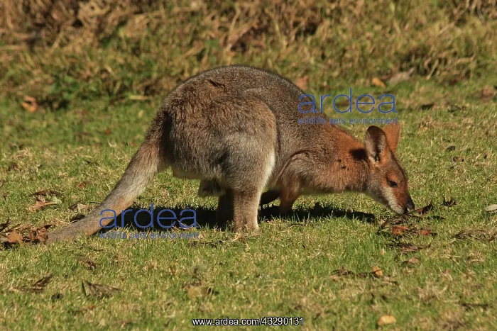 : 80192868 Red-necked / Bennett's Wallaby Bunya Mountains : 80192868 Red-necked / Bennett's Wallaby Bunya Mountains