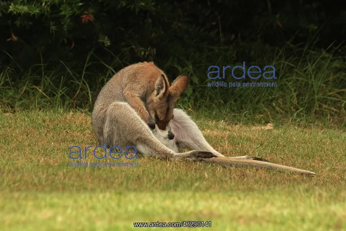 : 80192869 Red-necked / Bennett's Wallaby Yarraman : 80192869 Red-necked / Bennett's Wallaby Yarraman