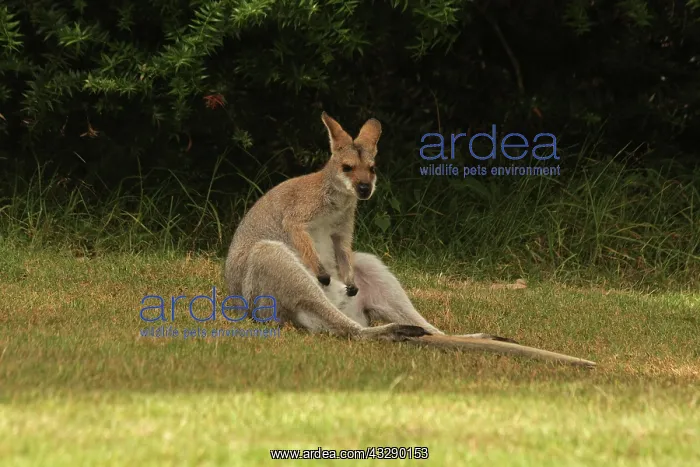 : 80192870 Red-necked / Bennett's Wallaby Yarraman : 80192870 Red-necked / Bennett's Wallaby Yarraman