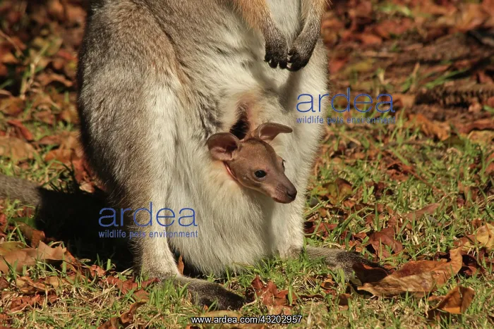 : 80192871 Red-necked / Bennett's Wallaby - with Joey : 80192871 Red-necked / Bennett's Wallaby - with Joey