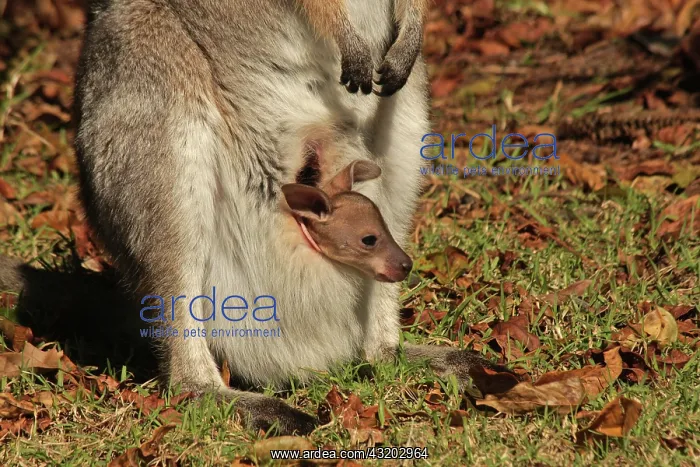 : 80192872 Red-necked / Bennett's Wallaby - with Joey : 80192872 Red-necked / Bennett's Wallaby - with Joey