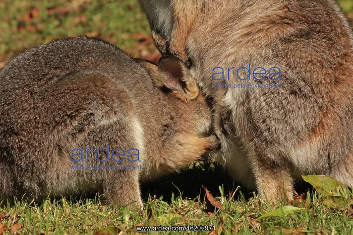 : 80192873 Red-necked / Bennett's Wallaby - with Joey : 80192873 Red-necked / Bennett's Wallaby - with Joey