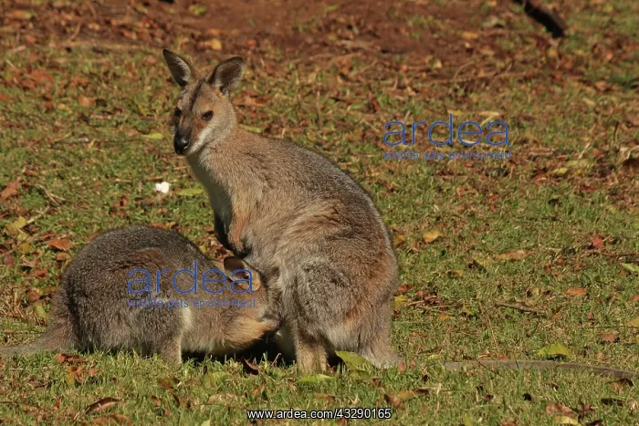 : 80192874 Red-necked / Bennett's Wallaby - with Joey : 80192874 Red-necked / Bennett's Wallaby - with Joey