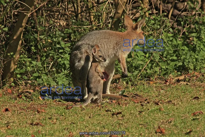 : 80192875 Red-necked / Bennett's Wallaby - with Joey : 80192875 Red-necked / Bennett's Wallaby - with Joey