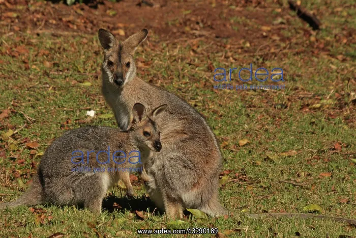 : 80192876 Red-necked / Bennett's Wallaby - with Joey : 80192876 Red-necked / Bennett's Wallaby - with Joey