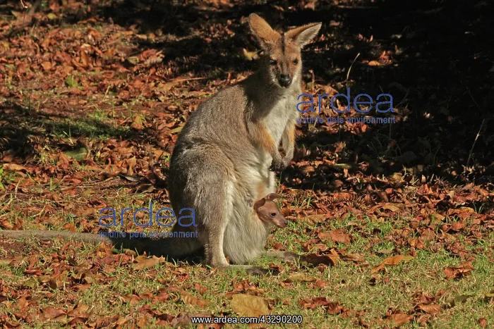  : 80192877 Red-necked  /  Bennett's Wallaby - with Joey