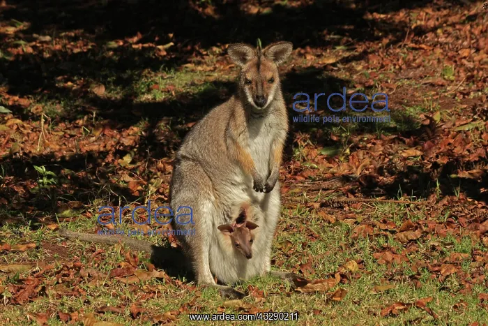 : 80192878 Red-necked / Bennett's Wallaby - with Joey : 80192878 Red-necked / Bennett's Wallaby - with Joey