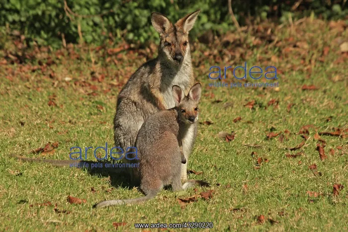 : 80192879 Red-necked / Bennett's Wallaby - with Joey : 80192879 Red-necked / Bennett's Wallaby - with Joey