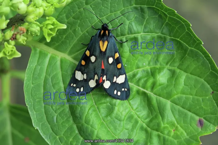 : 80192892 Scarlet Tiger Moth - on leaf (bright red : 80192892 Scarlet Tiger Moth - on leaf (bright red