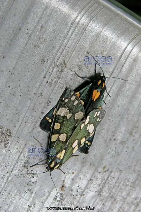 : 80192893 Scarlet Tiger Moth - mating (bright red : 80192893 Scarlet Tiger Moth - mating (bright red