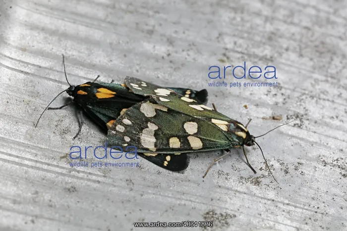 : 80192894 Scarlet Tiger Moth - mating (bright red : 80192894 Scarlet Tiger Moth - mating (bright red