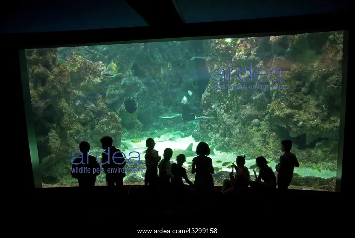 : 80192896 Aquarium - class of school children watching : 80192896 Aquarium - class of school children watching