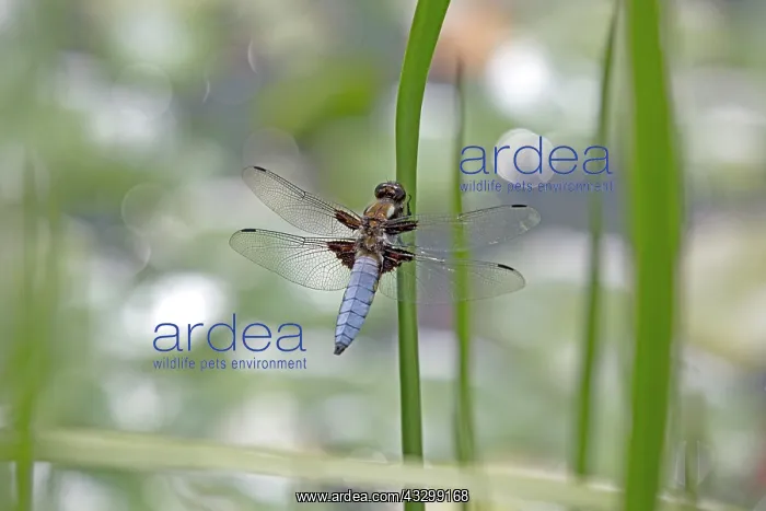 : 80192897 Broad-bodied Chaser Dragonfly - male UK : 80192897 Broad-bodied Chaser Dragonfly - male UK