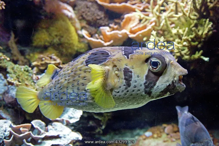 : 80192898 Black Blotched Porcupine Fish Oceanarium : 80192898 Black Blotched Porcupine Fish Oceanarium