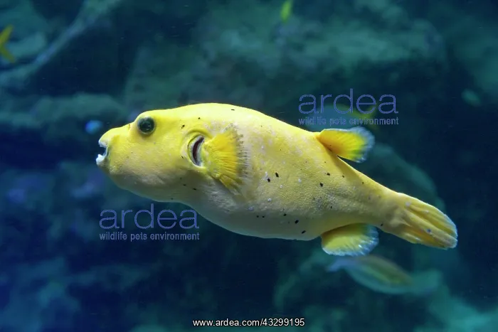 : 80192900 Blackspotted Pufferfish Oceanarium, France : 80192900 Blackspotted Pufferfish Oceanarium, France