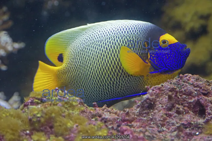 : 80192901 Blueface Angelfish Oceanarium, Brest : 80192901 Blueface Angelfish Oceanarium, Brest
