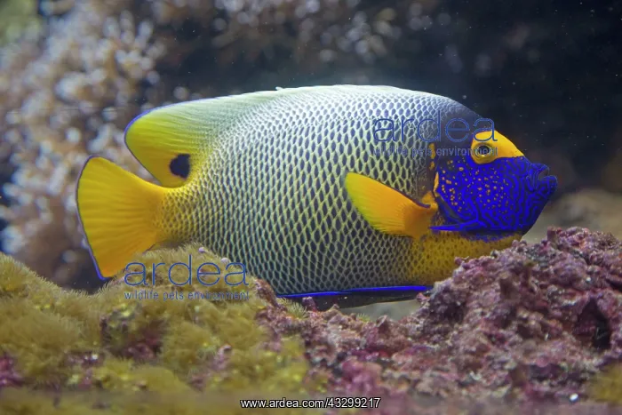 : 80192902 Blueface Angelfish Oceanarium, Brest, France : 80192902 Blueface Angelfish Oceanarium, Brest, France