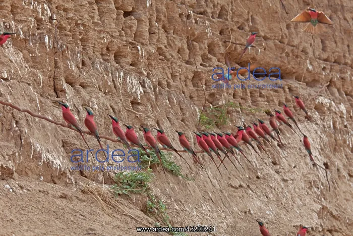 : 80192904 Carmine Bee-eater - near nests on sandbank : 80192904 Carmine Bee-eater - near nests on sandbank