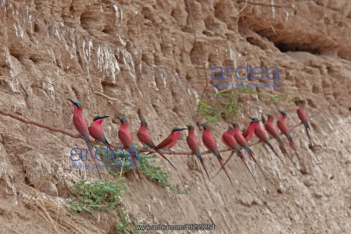 : 80192905 Carmine Bee-eater - near nests on sandbank : 80192905 Carmine Bee-eater - near nests on sandbank