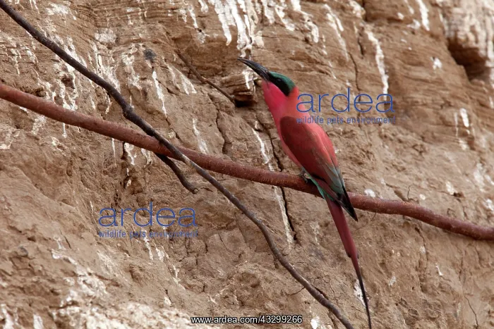 : 80192906 Carmine Bee-eater - near nests on sandbank : 80192906 Carmine Bee-eater - near nests on sandbank