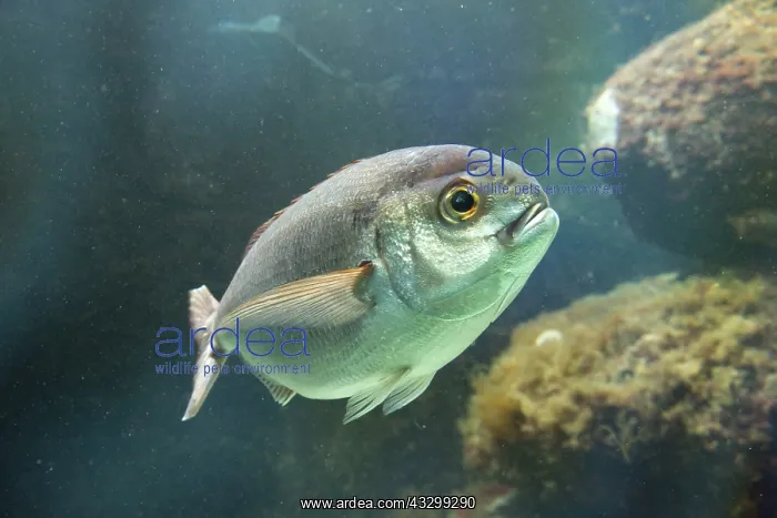 : 80192908 Dorade Rose Fish Oceanarium, France Pagellus : 80192908 Dorade Rose Fish Oceanarium, France Pagellus