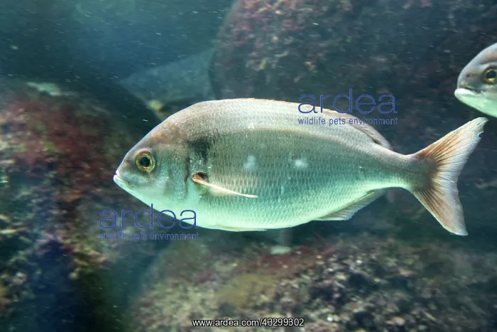 : 80192909 Dorade Rose Fish Oceanarium, France Pagellus : 80192909 Dorade Rose Fish Oceanarium, France Pagellus