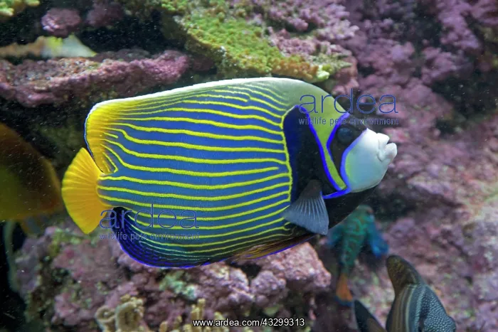 : 80192910 Emperor Angelfish Oceanarium, Brest, France : 80192910 Emperor Angelfish Oceanarium, Brest, France