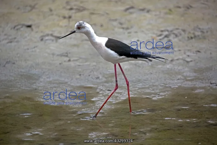 : 80192911 Black-winged Stilt Camargue, France Himantopus : 80192911 Black-winged Stilt Camargue, France Himantopus