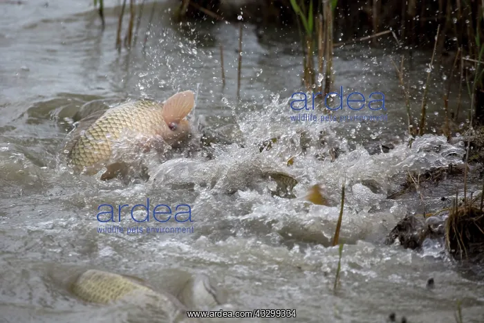 : 80192912 Carp - spawning Camargue, France Cyprinus : 80192912 Carp - spawning Camargue, France Cyprinus