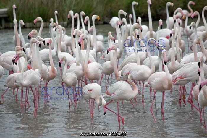 : 80192914 Greater Flamingo - flock Parc Ornithologique : 80192914 Greater Flamingo - flock Parc Ornithologique