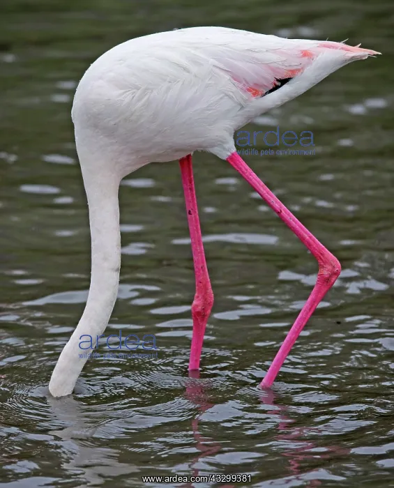 : 80192916 Greater Flamingo Parc Ornithologique, Camargue : 80192916 Greater Flamingo Parc Ornithologique, Camargue