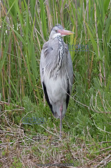: 80192917 Grey Heron - in reeds Camargue, France : 80192917 Grey Heron - in reeds Camargue, France