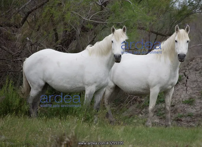 : 80192918 White Horses Camargue, France Mark Boulton : 80192918 White Horses Camargue, France Mark Boulton