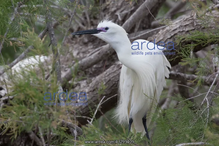 : 80192919 Little Egret - in pine tree Camargue, France : 80192919 Little Egret - in pine tree Camargue, France