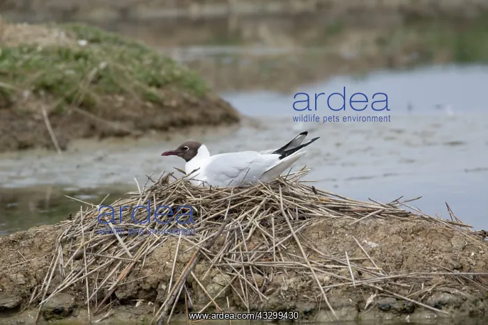 : 80192921 Black headed Gull - on nest Reserve Ornithologique : 80192921 Black headed Gull - on nest Reserve Ornithologique