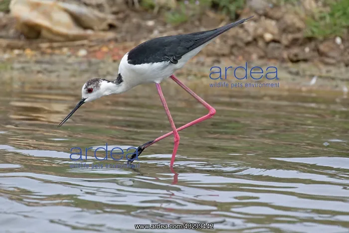 : 80192922 Black winged Stilt Reserve Ornithologique : 80192922 Black winged Stilt Reserve Ornithologique