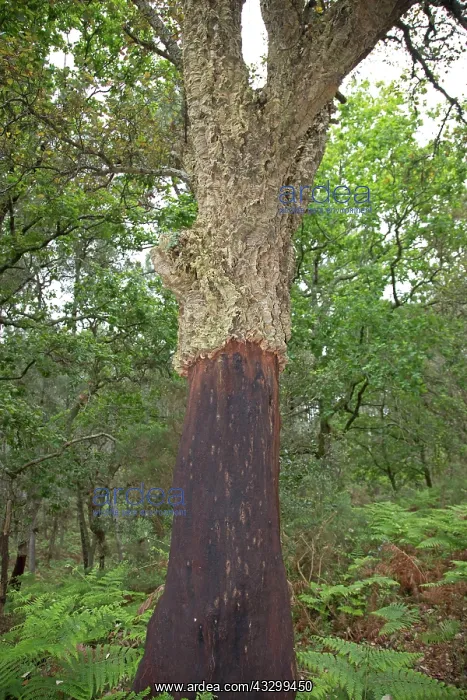 : 80192923 Cork Oak - with lower section bark removed : 80192923 Cork Oak - with lower section bark removed