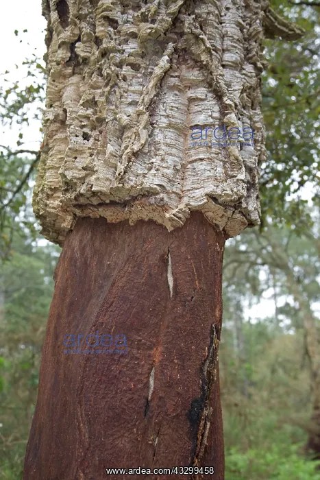 : 80192924 Cork Oak - with lower section bark removed : 80192924 Cork Oak - with lower section bark removed